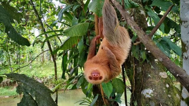 Monteverde: Curi-Cancha Reserve Tour with Entry Ticket