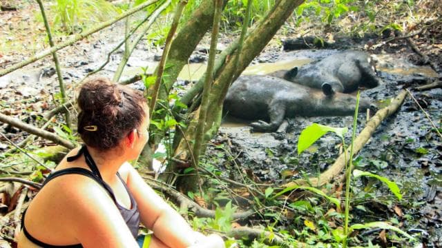 Corcovado National Park- Sirena/San Pedrillo Station - 1 Day