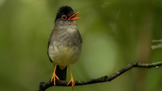 Monteverde: Half-Day Bird Watching Tour