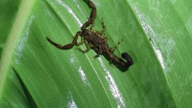 Manuel Antonio Night Jungle Tour