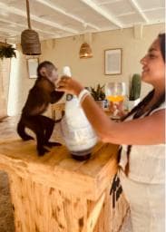 Punta Cana: Interactive Experience at Monkey House