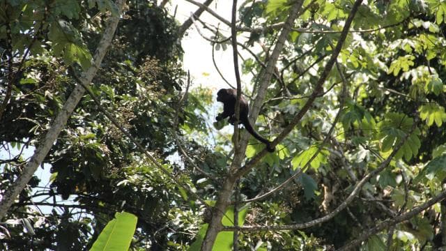 Nosara: River Wildlife Safari by Raft with Transfer & Snack