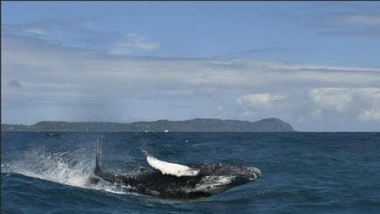 Samana Whale watching and Bacardi Island from Punta Cana