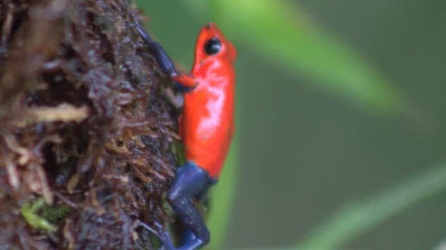 Private Hike in Tenorio Volcano National Park - Río Celeste