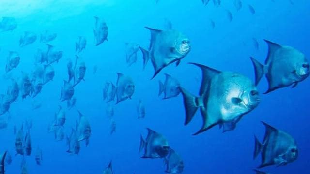 Flamingo & Tamarindo: Two Dives at Las Catalinas Islands