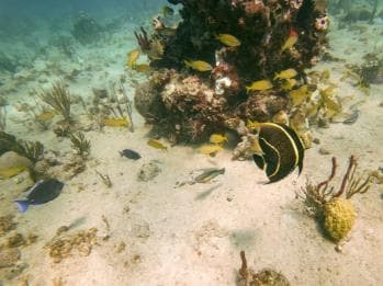 From Punta Cana or Bayahibe: Catalina Island with Snorkeling