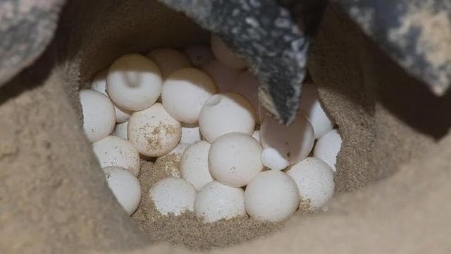 Tortuguero: Turtle Nesting Tour on Tortuguero Beach