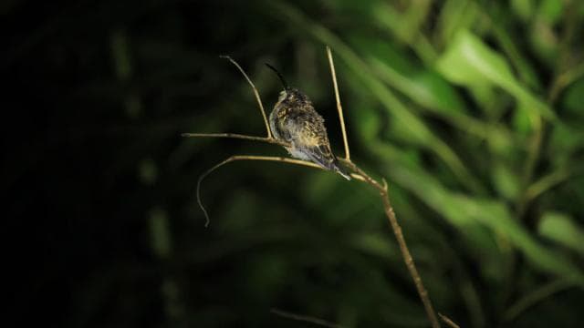 Manuel Antonio Mangrove Boat Night Tour