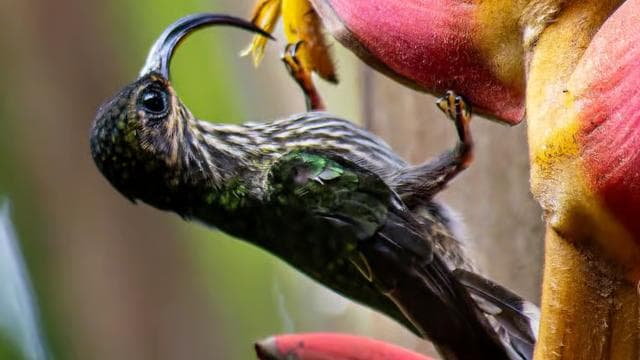 Esquipulas: Manuel Antonio Birdwatching experience