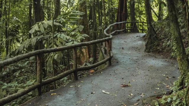 Fortuna Arenal : Tropical Rainforest Arenal Hanging Bridges
