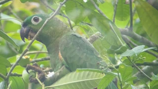 Tortuguero National Park: Jaguar Trail Day Walk Adventure