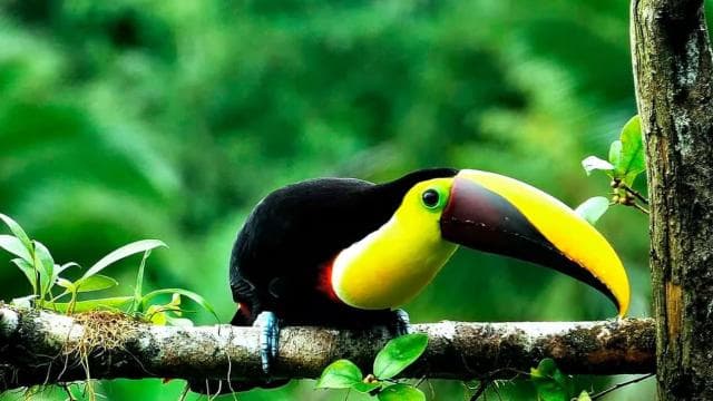 Drake Bay: Jungle Hiking and Canyoning Adventure with Lunch