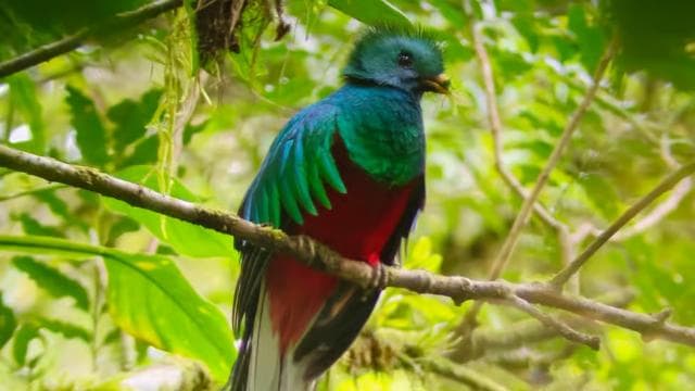 Monteverde: Cloud Forest Guided Walk