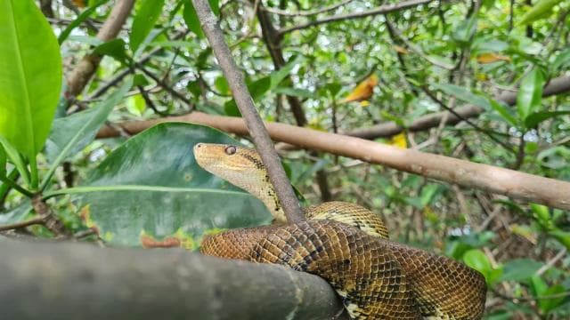 Quepos Mangrove Boat Tour