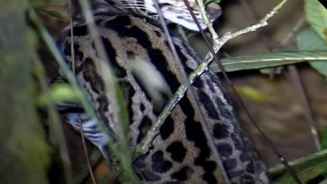 Monteverde: Oktari Monteverde Night Walk Tour