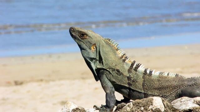 Uvita: Marino Ballena National Park Private Hike & Wildlife