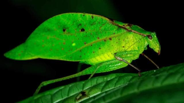 Manuel Antonio: Rainmaker Park Night Tour with Dinner