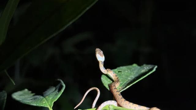 Puerto Jimenez: Nighttime Wildlife Hike with a Local Guide