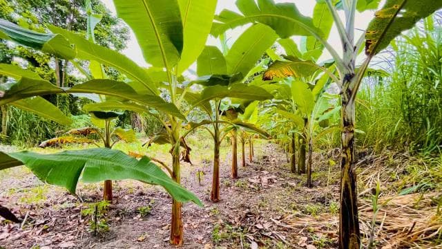Puerto Limón: Tortuguero Canals Boat & Maratopia Garden Tour