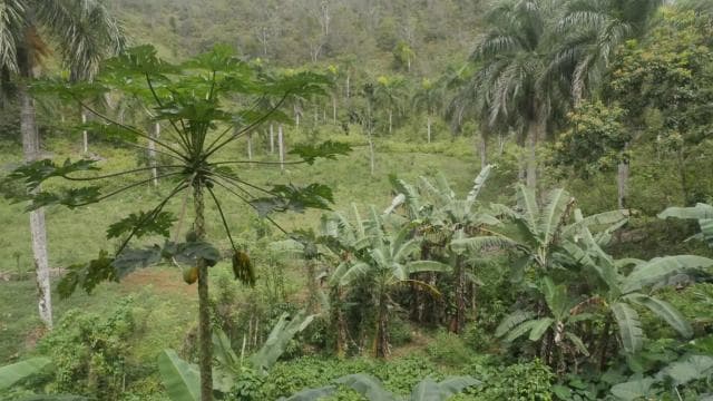 From Punta Cana: Samaná, Cayo Levantado & El Limón Waterfall