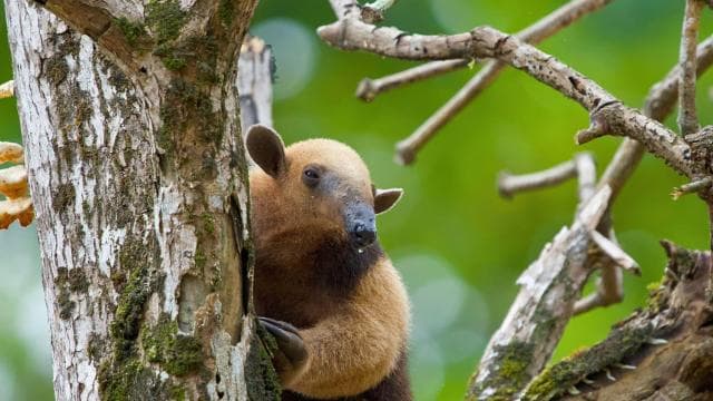 Manuel Antonio Park: Guided Walking Tour with a Naturalist