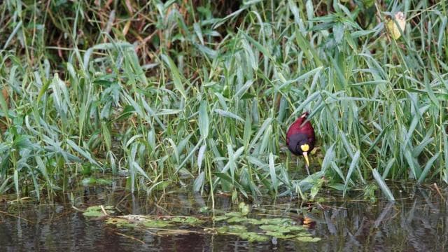 Tortuguero: KAYAK Tour in the Canals. An Unparalleled Experience