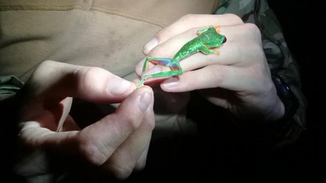Manzanillo: Night hike in the forest