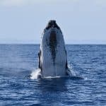 La Romana: Private Samaná Whale Watching & Cayo Levantado (Bacardi Island)