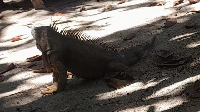 Cahuita national park : guiding tour with Pablo