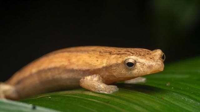 Sarapiquí: Rainforest Night Walk with Wildlife Guide