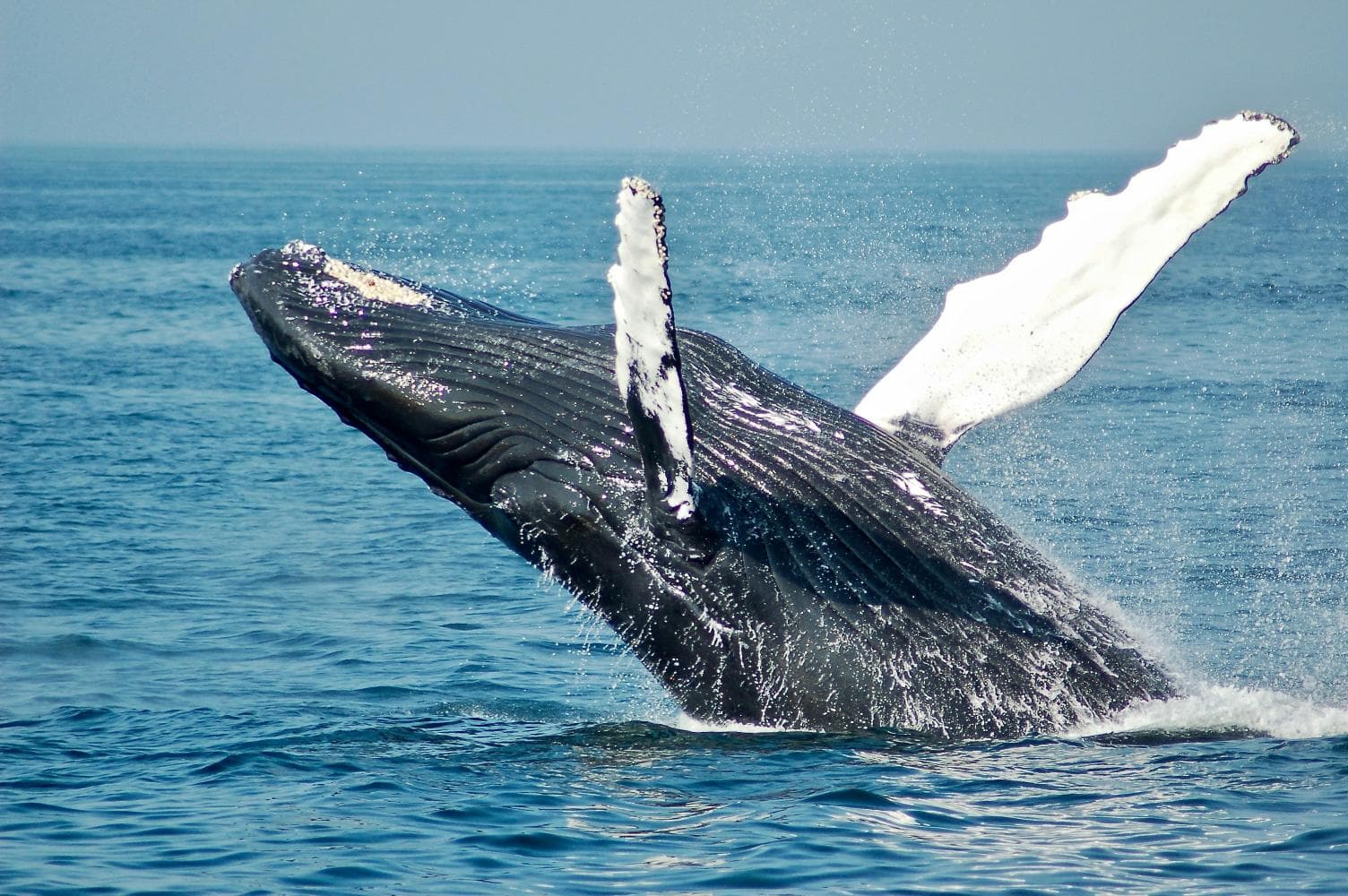 Private: Whale Watching + Cayo Levantado from Sabana de la Mar