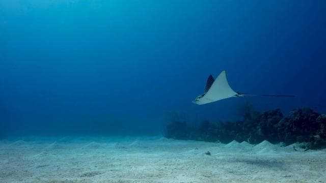 Flamingo & Tamarindo: Two Dives at Las Catalinas Islands