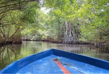 Mangove boat tour - Rio San Juan Guided 4-6 hour tour