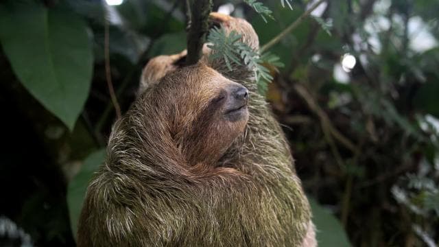 Arenal’s Best Sloth Tour: A Unique Wildlife Experience