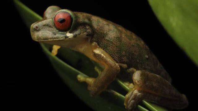 Monteverde: Guided Night Walk In Monteverde