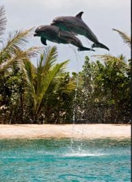 Puerto Plata: Dolphin Encounter at Ocean World - Dominican Republic