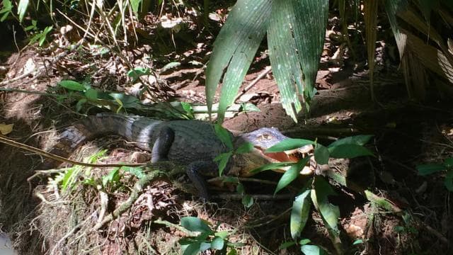 Tortuguero Canal Tour with history from Limon