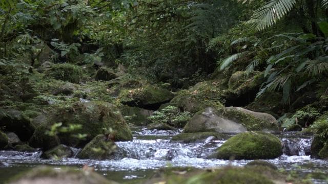 Private Forest Walk - Río Celeste