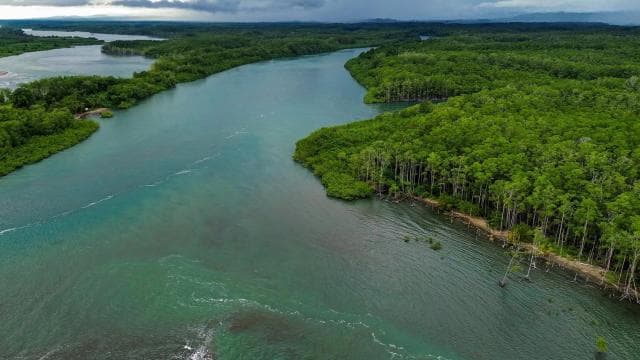 Manuel Antonio Mangrove Boat Tour