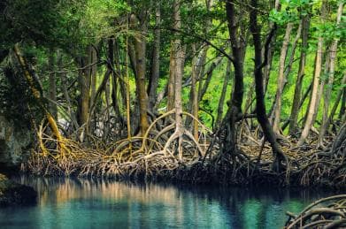 From Samana: Los Haitises Hike, Boat Trip, and Kayaking