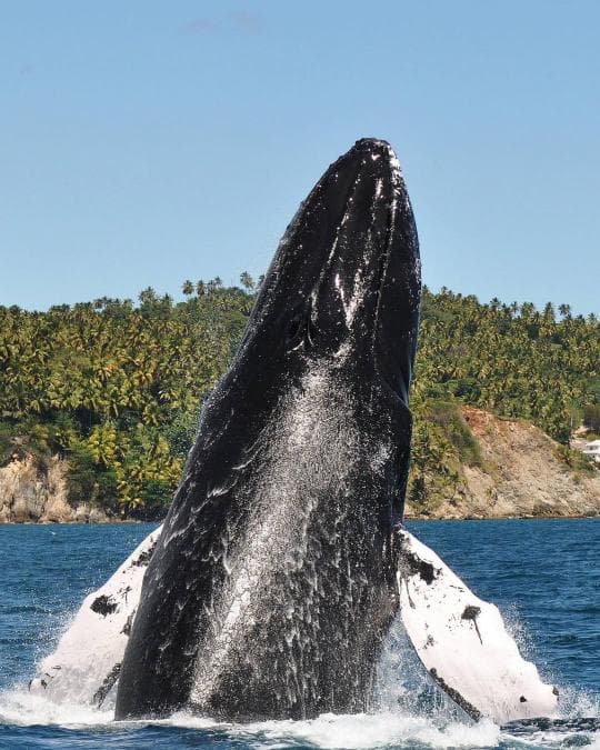 Miches Whale Watching + Laguna Limón Kayaking Tour — Meeting Point in Miches