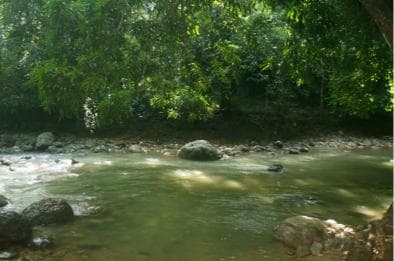 Samaná: El Limón Waterfall Horseback Riding Tour