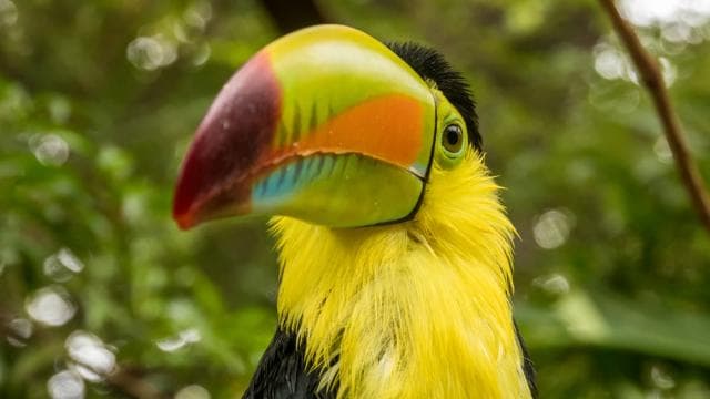 Diamante Eco Adventure Park: Wildlife Sanctuary Pass