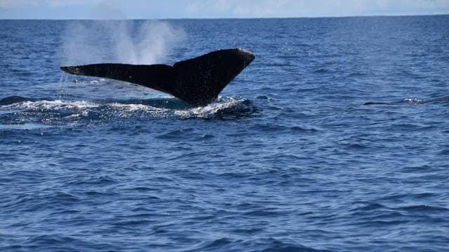 Drake Bay - Whales and Dolphins Watching Tour