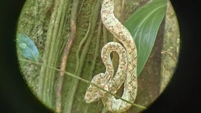 Tortuguero: Jaguar Trail Guided Hike "Feel the Rainforest"