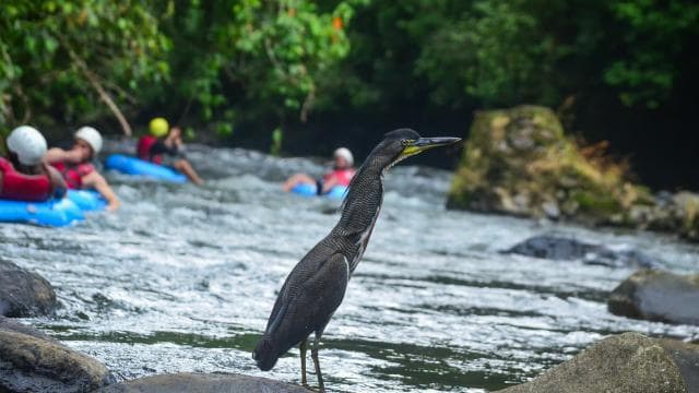 La Fortuna: White Water Tubing Tour with Guide and Transfers