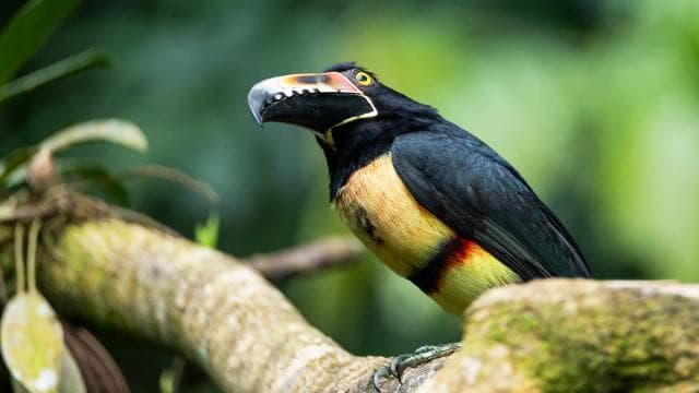 La Fortuna:Butterflies, birds, sloths and Trails Guided Tour
