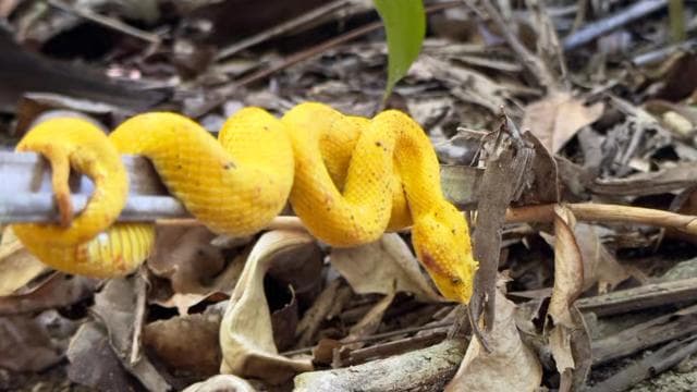 CAHUITA: NATIONAL PARK SNORKELING AND HIKING *CERTIFIED LOCAL TOUR GUIDE*.