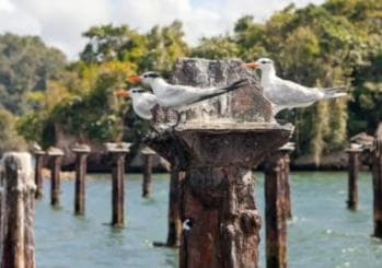 Private: Los Haitises National Park 2-Day Tour with Meals
