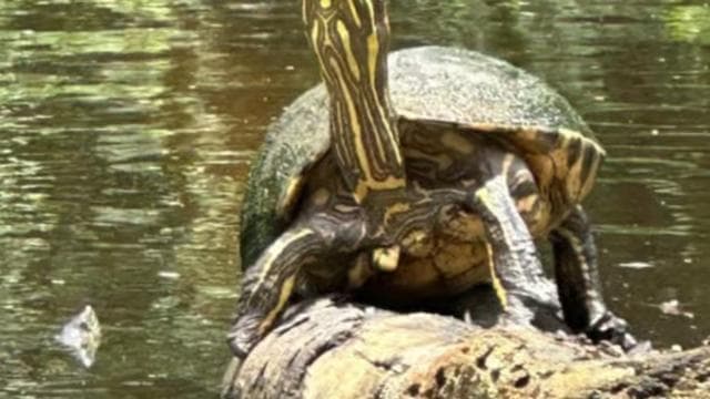 Tortuguero National Park: Kayak Tour with Guide